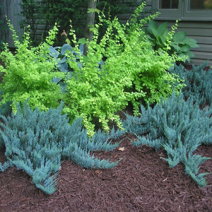 Можжевельник горизонтальный Блю Чип